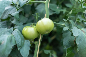 A closer look at fresh green tomatoes growing in a garden