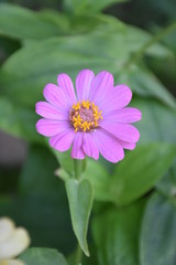 Zinnia flowers are blooming in the morning.