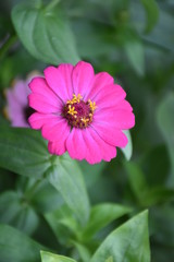 Zinnia flowers are blooming in the morning.