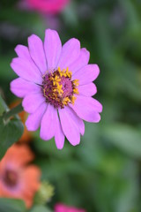 Zinnia flowers are blooming in the morning.