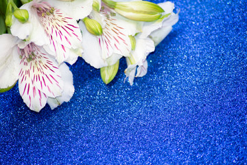 white Alstremeria close-up on a blue shiny background