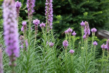 lavender flowers in field