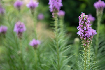 flowers in the garden