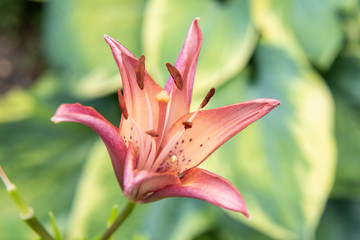 Obraz premium pink lily on green background