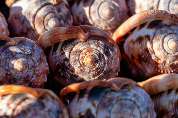 Souvenirs big sea shells for sell on the beach market on the island of Zanzibar, Tanzania, Africa. Close up