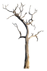 The dead tree that is completely separated from the background with perfection Can be used in many ways