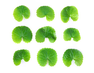Closeup leaf of Gotu kola, Asiatic pennywort, Indian pennywort on white background, herb and medical concept, selective focus