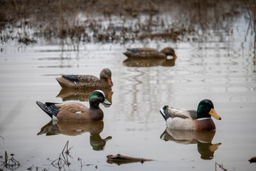 duck hunting decoys