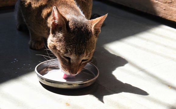 Close-Up Of Cat Drinking Milk In Bowl On Floor