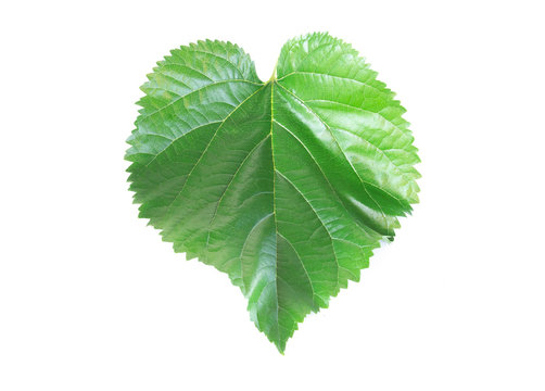 Green Mulberry leaf isolated on white background