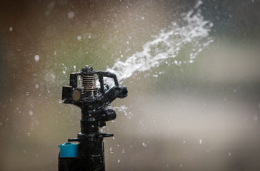 Water sprayed from the sprinkler