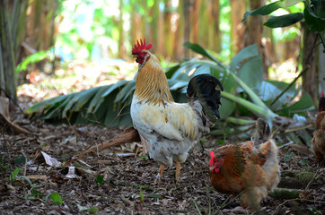  Hens walking in banana crop