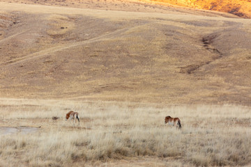 a Przewalski's horse at khustain nuruu national park mongolia during sunset