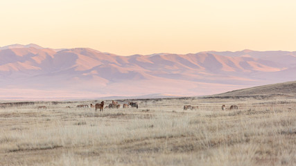 Fototapeta na wymiar large group of Przewalski's horse at khustain nuruu national park mongolia during sunset