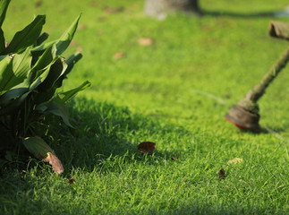 mow the grass with a lawn mower in the garden.