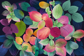 Colorful leafs on dark background,Mother's Day,wedding,birthday,Easter,Valentine's Day,Spring,Summer