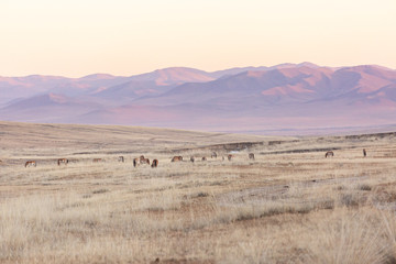 Fototapeta na wymiar large group of Przewalski's horse at khustain nuruu national park mongolia during sunset