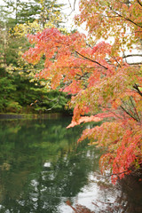 Beautiful autumn landscape with reflection on the water at Kumoba pond Karuizawa