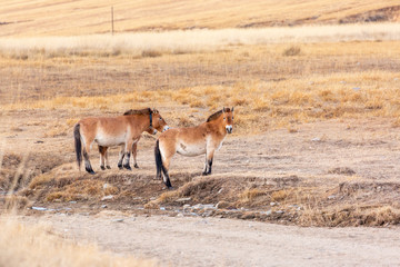 small group of Przewalski's horse at khustain nuruu national park mongolia during sunset