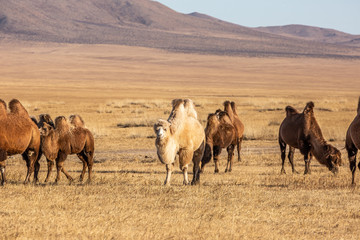 The Bactrian camel (Camelus bactrianus) is a large, even-toed ungulate native to the steppes of Mongolia. The Bactrian camel has two humps on its back