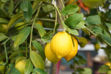 lemon tree with ripe lemons