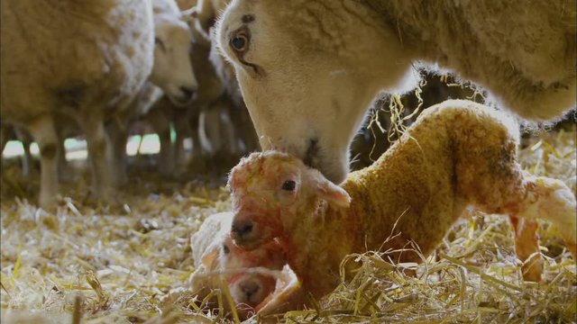 Close-up portrait still shot of a white mother pig (ewe) licking its newborn twin lamb at a livestock farm, UK