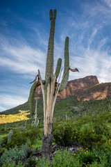 A saguaro rises from the 