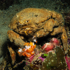 Big hermit crab eat soft coral
