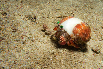 Big hermit crab eat soft coral