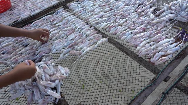 Thai woman puts fresh squid for drying in the sun on the island of Koh Phangan, Thailand, close up