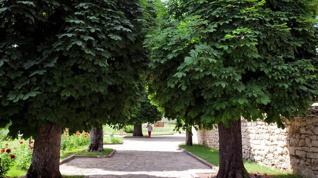 A walk in the Park. Beautiful trees
