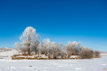 Fototapeta na wymiar Panoramic view of winter landscape.pine Trees covered in frost and snow.view of north part of mongolia , Ulaantaiga Bio Reserve