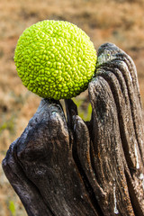 NatureBall