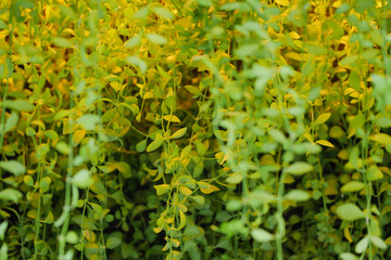 Close-up shot a group of fresh and natural green vine leaf select focus shallow depth of field