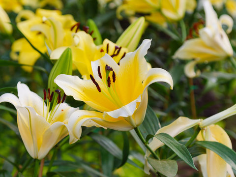 Close up shot fresh and natural blooming lily flower, select focus shallow depth of field © Kaikoro