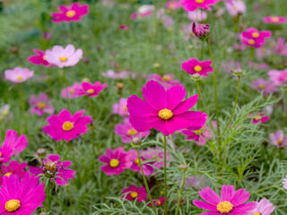 Obraz premium The field of fresh and natural colorful cosmos flower, flower meadows