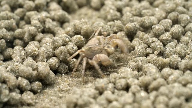 Ghost crab eating food on sand beach