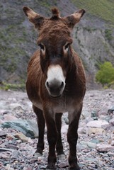 Fototapeta premium Burro