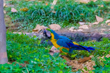 naturaleza exotico verde colombia america el sur pereira quindio salvaje flamenco oso rios papagayo pisingo hipopotamo danta jaguar cocodrilo bufalo mono jirafa cebra bioparque sabana africa salvaje 