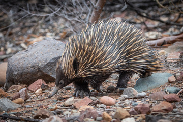 short-beaked echidna 2