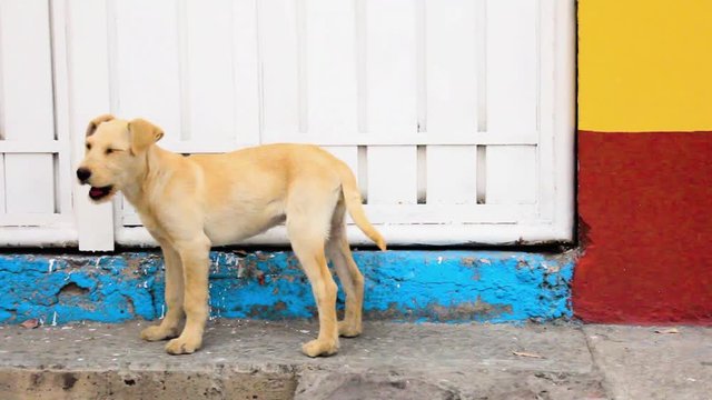 PERRO CALLEJERO SE QUEDA AFUERA