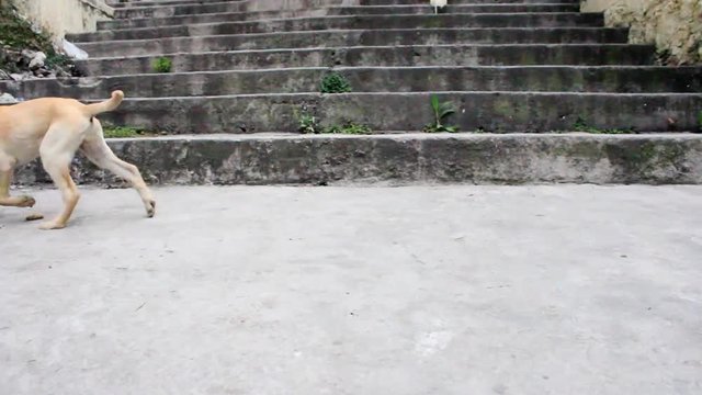 NI&Ntilde;OS JUGANDO CON CACHORRO LABRADOR