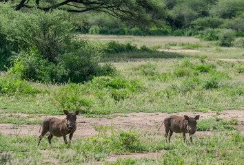 Two Warthogs in the Serengeti national park Tanzania