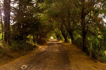 camino de pinos