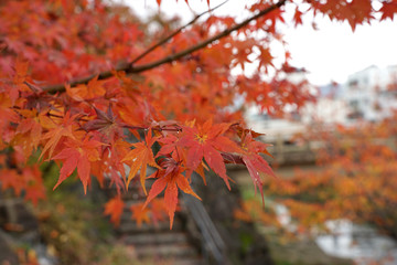 Closed up of the red maple leaves in autumn season