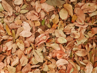 Dry leaf background in the autumn season