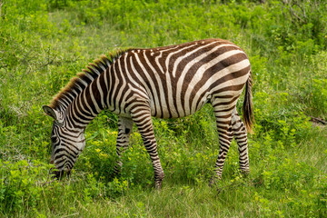 Fototapeta na wymiar Zebra in the grasslands of the National Park. Africa