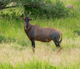 Waterbuck - Kobus ellipsiprymnus large antelope in Africa Tanzania