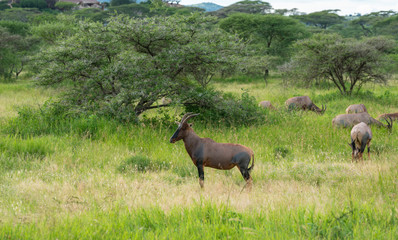 Waterbuck - Kobus ellipsiprymnus large antelope in Africa Tanzania