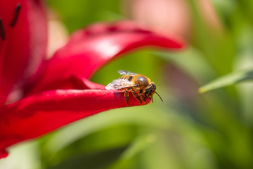 worker bee (apis mellifera) sitting in the sunlight on a petal of red lily blossom